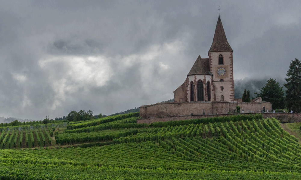 Lorraine vineyards