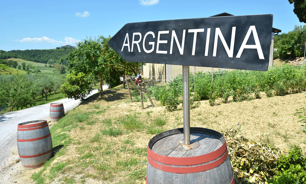 Where is Argentina's viticulture heading? (Photo: pincasso/stock.adobe.com)