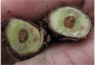 Typical staining due to Botryosphaeria as can be seen in infected young vines.