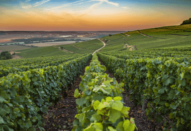 For the first time, PIWI grape varieties are being planted in Champagne (Photo: Hesam Wide Shot/stock.adobe.com)