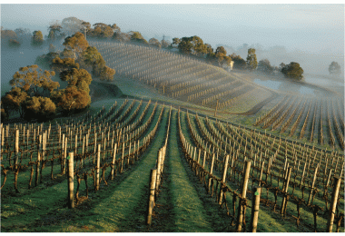 Coldstream Hills, Yarra Valley