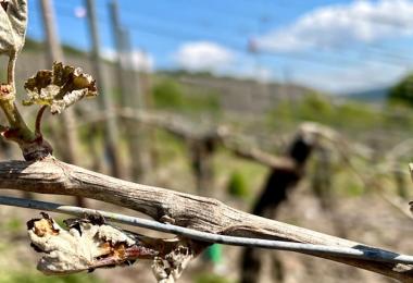 According to initial findings, the Moselle is one of the worst affected regions alongside the eastern German regions (Photo: Hendgen)