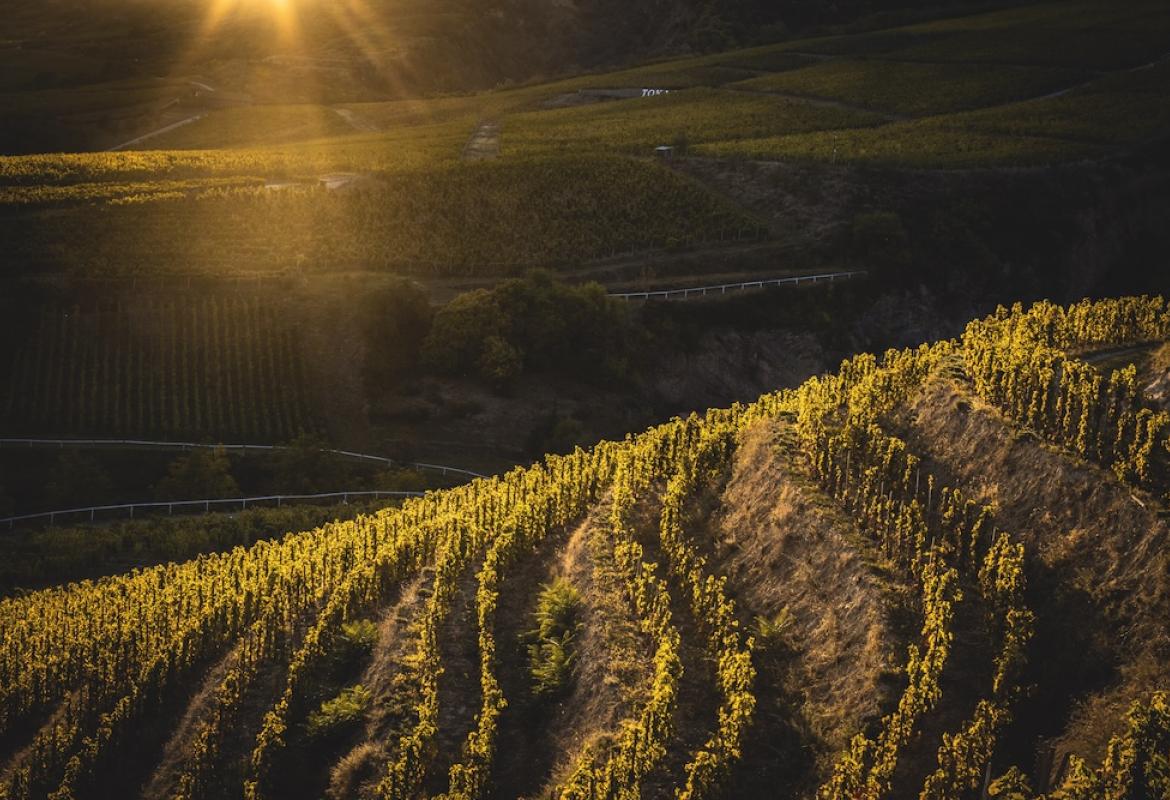 The picturesque vineyards of the famous Tokaj wine region have been a UNESCO World Heritage Site since 2002 for good reason. 