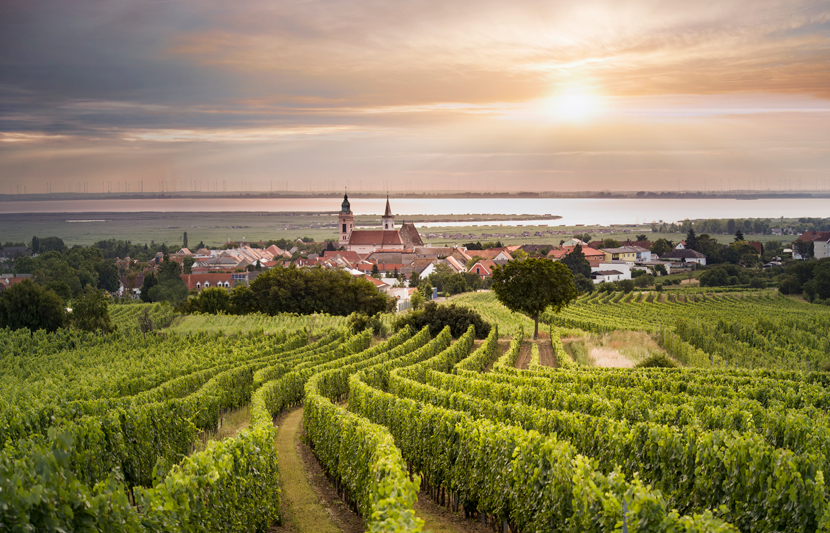 Royal Free City of Rust: proximity to Lake Neusiedl offers perfect conditions for the development of noble rot / Credit: ÖWM - WSNA