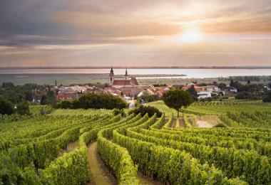 Royal Free City of Rust: proximity to Lake Neusiedl offers perfect conditions for the development of noble rot / Credit: ÖWM - WSNA