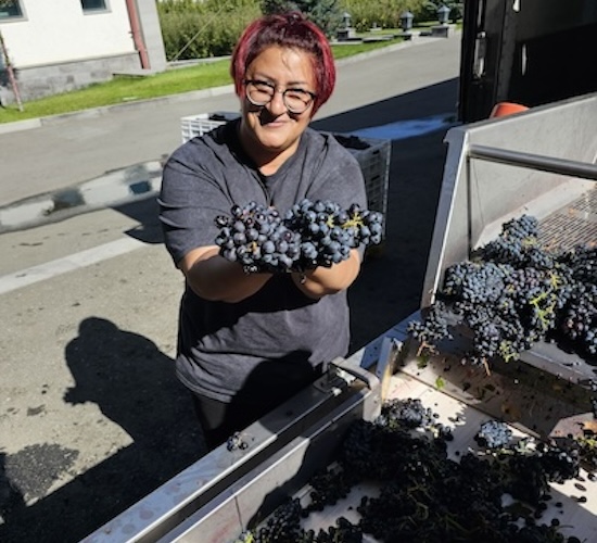 Grape selection by hand.
