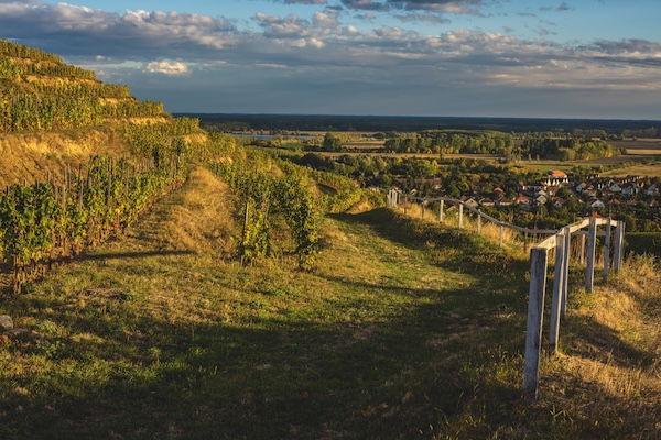In hilly Tokaj, the vines benefit from the continental climate and a unique territorial diversity that is rarely found elsewhere.