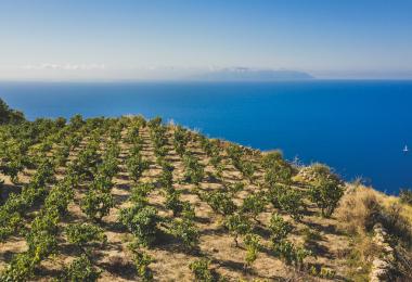 Vineyard in Kefalonia (Photo: Stamenis Nikiforos)