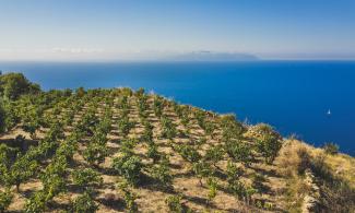 Vineyard in Kefalonia (Photo: Stamenis Nikiforos)