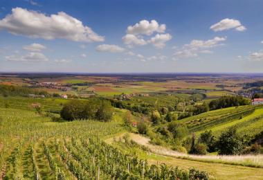 Hummergraben Eisenberg Burgenland (Photo: Austrian Wine/WSNA)
