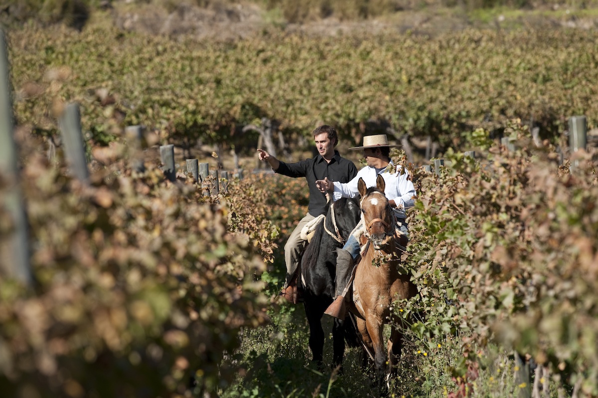Photo: Wines of Chile