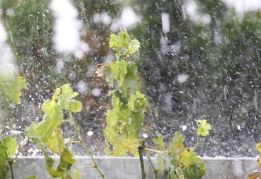 Hail in the vineyard (Photo: herculaneum79/stock.adobe.com)