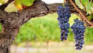 How a mutation is protecting Rioja’s old vines (Photo: andrewhagen/stock.adobe.com)