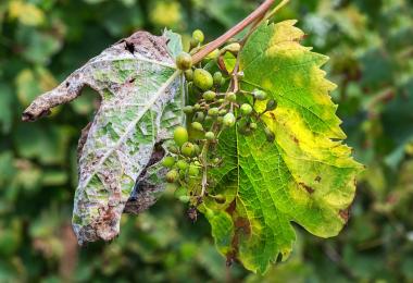 A dangerous disease of downy mildew (Stock photo: Starover Sibiriak/stock.adobe.com)