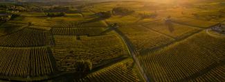 Vineyards in Bordeaux (Photo: SpiritProd33/stock.adobe.com)
