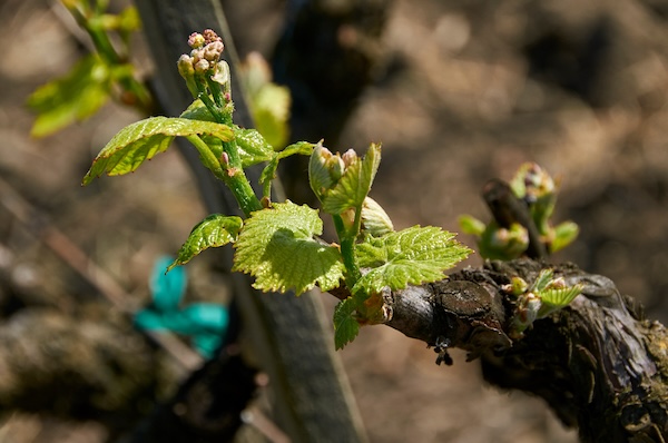Bud break on zinfandel vines (Photo: James/stock.adobe.com)