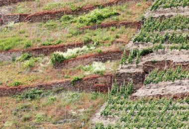 Grubbing vines (Stock photo:Thorsten Schier/stock.adobe.com)