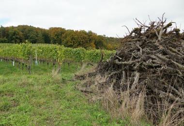 Uprooted vines (Photo: Lucia/stock.adobe.com)