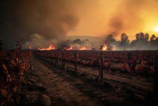 Burning vineyards (Photo: Anastasiia/stock.adobe.com, AI generated)