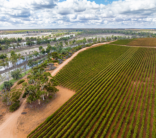 The Wetlands are located close to the vineyards