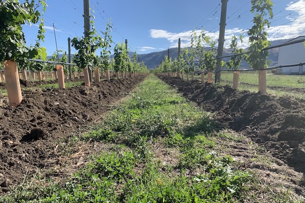Bartier Brothers vineyard trialing burying suckers