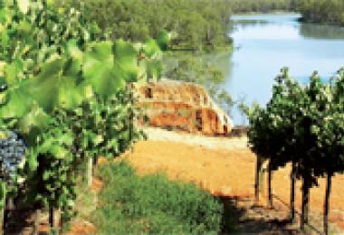 Byrne Vineyards - Sustainable Diversity