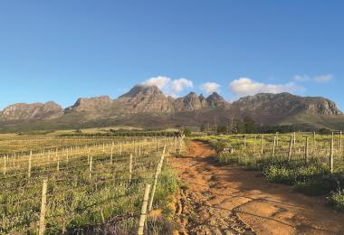 Cover crops increase organic biodiversity in many vineyards and are also implemented used by non-organic operations.