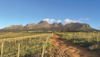 Cover crops increase organic biodiversity in many vineyards and are also implemented used by non-organic operations.