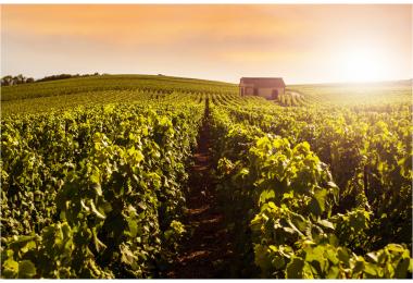 Champagne reasserts itself