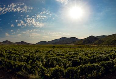 Crimean Vineyard (photo: Tankist276/Adobe.Stock)
