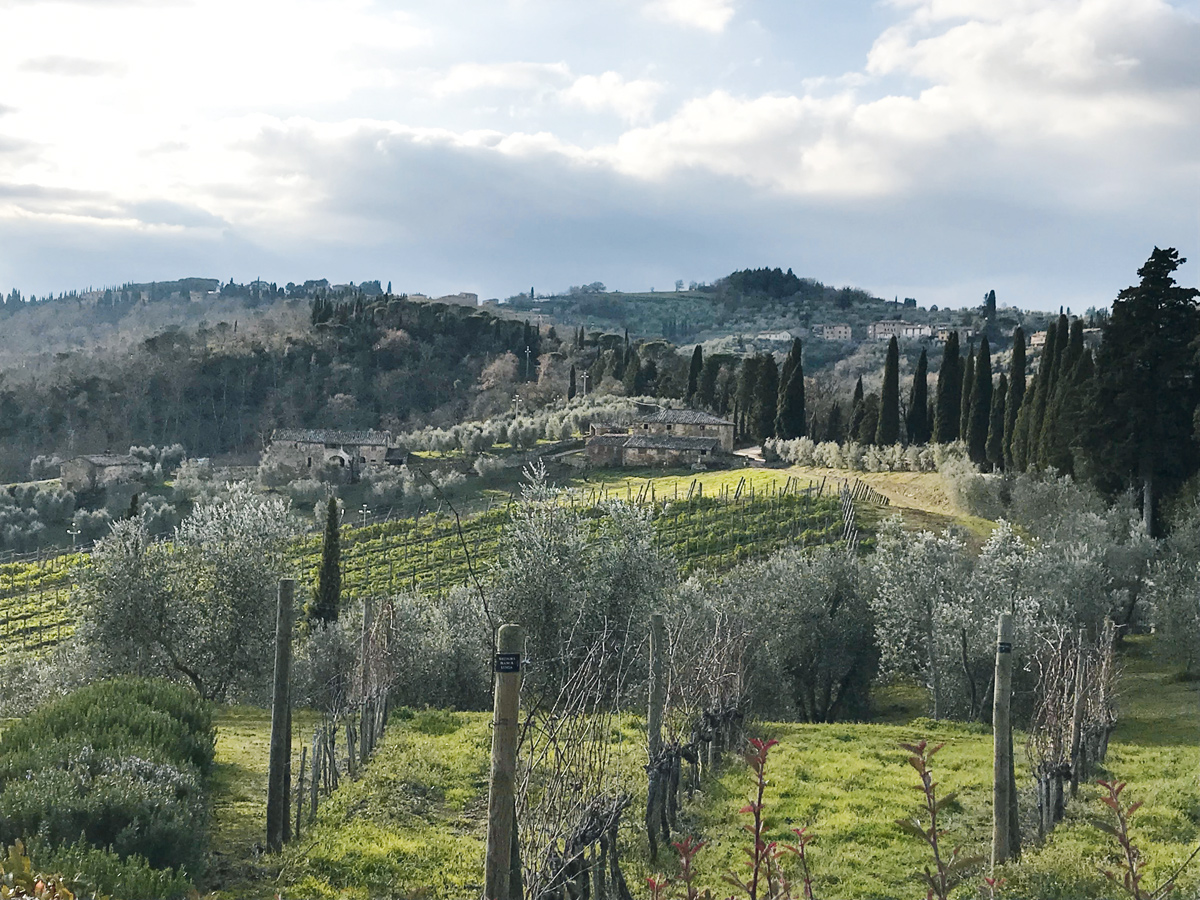The view from Dievole