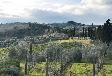 The view from Dievole