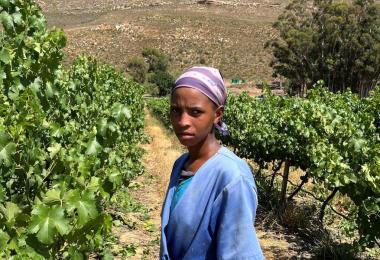 Workers in a South African vineyard (Photo: Finnwatch/ILRIG)