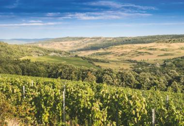 Romania's wine landscapes are also becoming increasingly popular for wine tourism, attracting wine lovers from all over the world (Photo: shutterstock/ggserban)