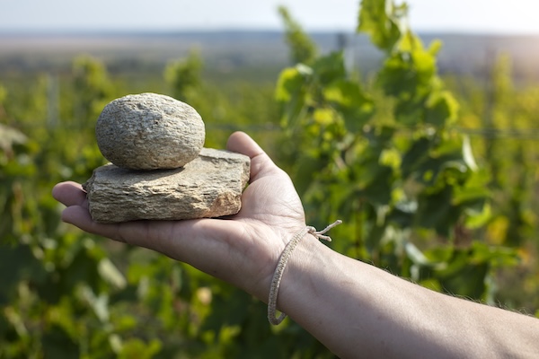 Hungary's wines benefit from the different soil types and rock types of the regions, among other things.