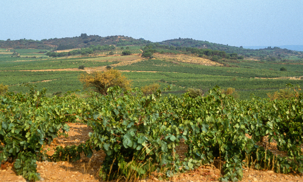 In the vineyard idyll of Corbières, many winemakers in southern France can no longer make a living from their work, and their growing frustration is increasingly turning to violence. (Photo: JAG IMAGES/stock.adobe.com (©Alain Guerrier))