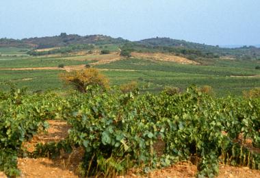 In the vineyard idyll of Corbières, many winemakers in southern France can no longer make a living from their work, and their growing frustration is increasingly turning to violence. (Photo: JAG IMAGES/stock.adobe.com (©Alain Guerrier))