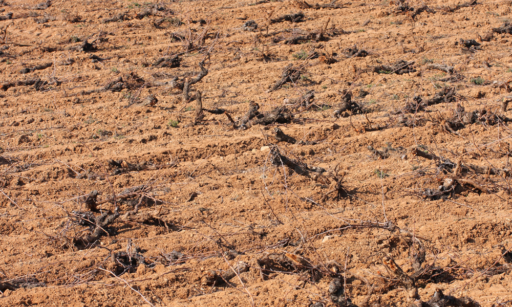 Approximately 27,500 ha of vineyards in France will be subsidized for uprooting. (Photo: Pascal Cointe/stock.adobe.com)