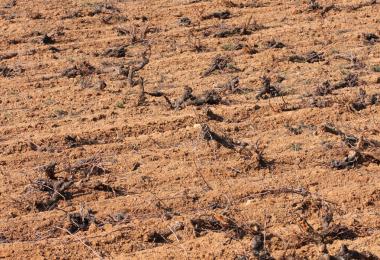Approximately 27,500 ha of vineyards in France will be subsidized for uprooting. (Photo: Pascal Cointe/stock.adobe.com)