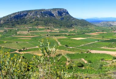 The 2024 vintage has already begun in parts of France. (Photo: Marc chesneau/stock.adobe.com)