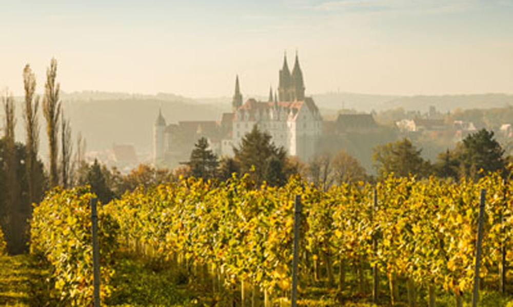 Meissen during the grape harvest: According to initial estimates, Saxony will experience high yield losses in 2024. (Photo: Daniel Bahrmann)