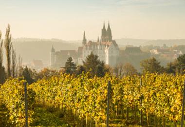 Meissen during the grape harvest: According to initial estimates, Saxony will experience high yield losses in 2024. (Photo: Daniel Bahrmann)