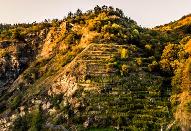 Small, steep terraces are a treasure of the Wachau, here the Ried Vogelberg (Photo: ÖWM/Robert Herbst)