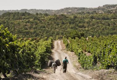 Microlocation Disan, Tikveš Wine Region
