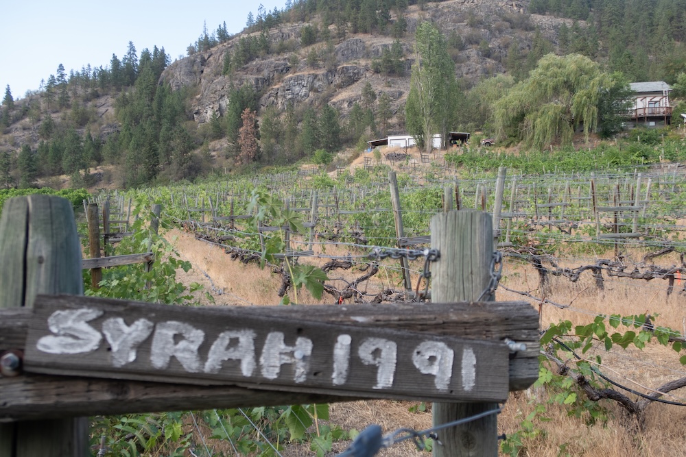 Nichol's 1991 Syrah plantings, Canada's oldest, now dead (Photo: Michaela Morris)
