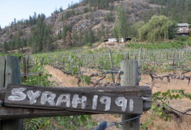 Nichol's 1991 Syrah plantings, Canada's oldest, now dead (Photo: Michaela Morris)