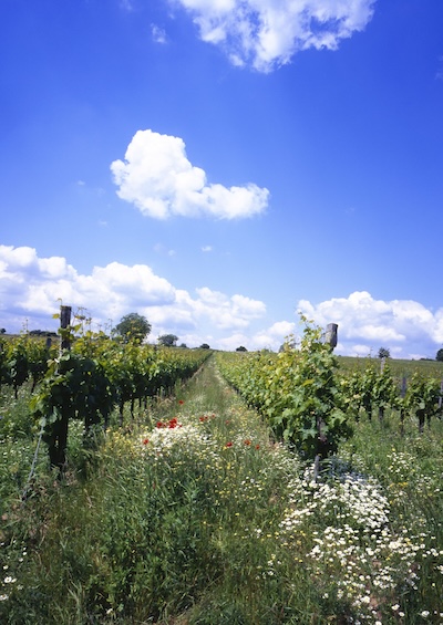 Austria’s family-owned wineries are generally small (Photo: Austrian Wine/Armin Faber)