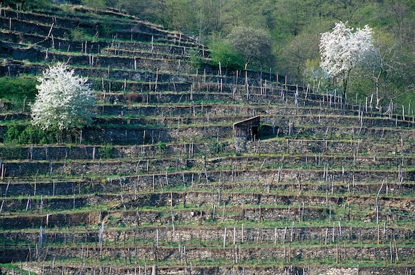 Terrassen (Photo: ÖWM/Fotostudio Semrad)