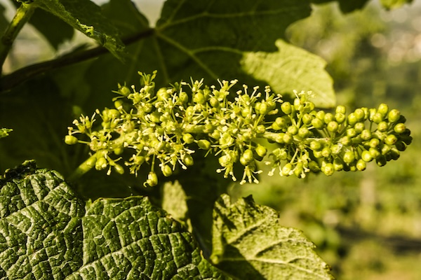 (Photo: Austrian Wine/Robert Herbst)