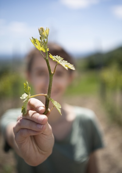Quality has exploded over the past 30 years (Photo: Austrian Wine/Robert Herbst)